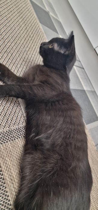 Отдаём домашнего кота 4-5 месяцев