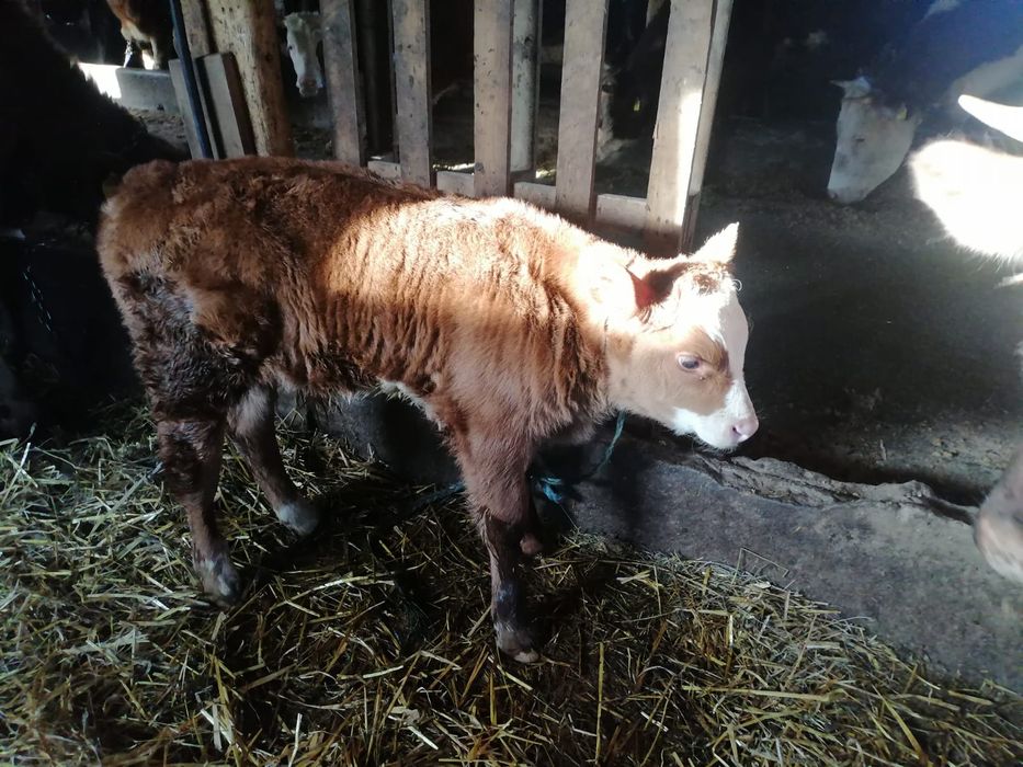 Vând 2 tăurași și 2 vițele