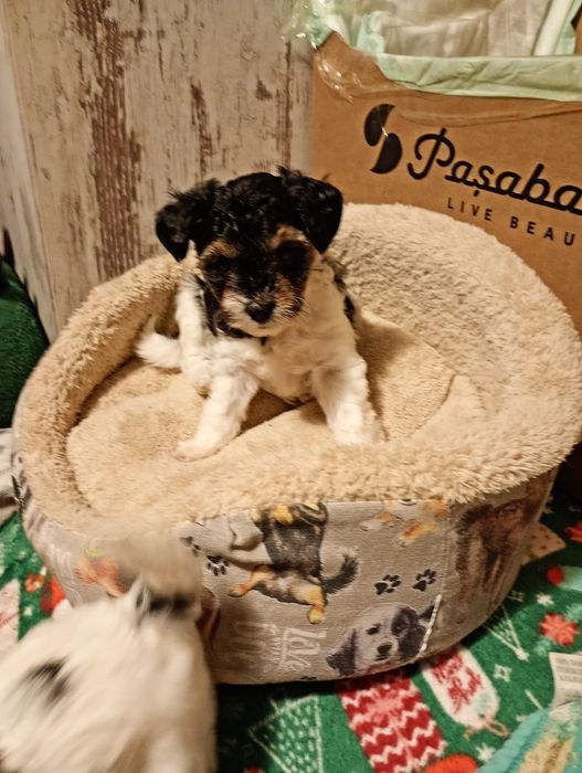 Бивър Териер за  отглеждане с много любов