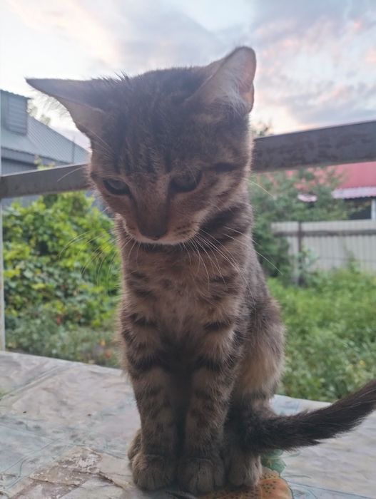 Отдам в добрые руки котят