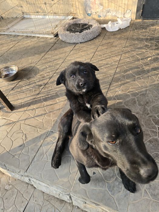 Щенок лабрадора. Отдам даром