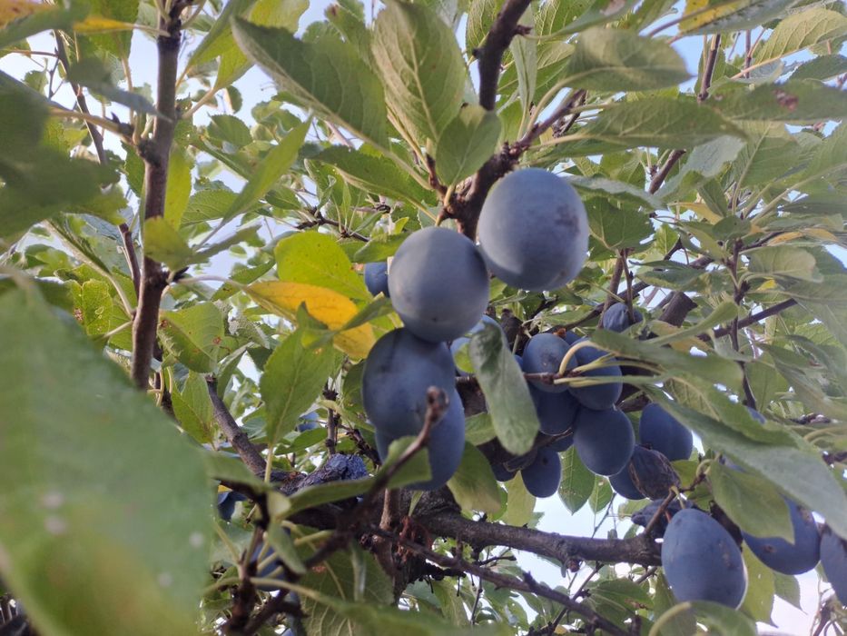 Borhot pentru tuica , prune stanlay