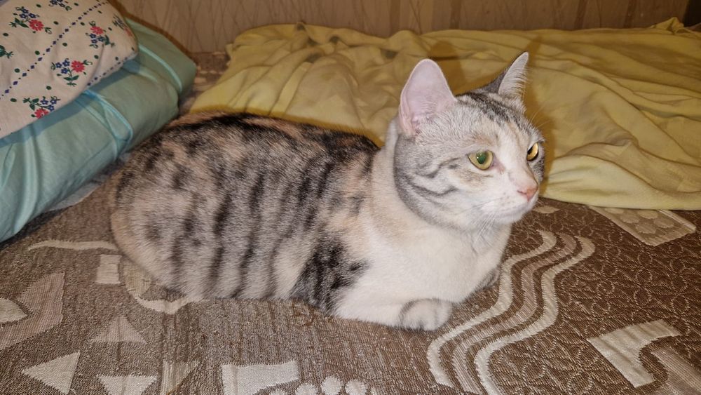 Отдадим кошку в добрые руки.