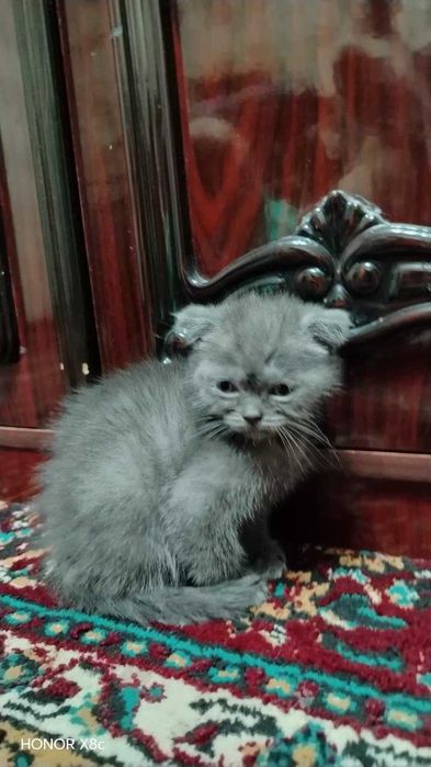 Продаётся Кошки. Мушук болалари сотилади