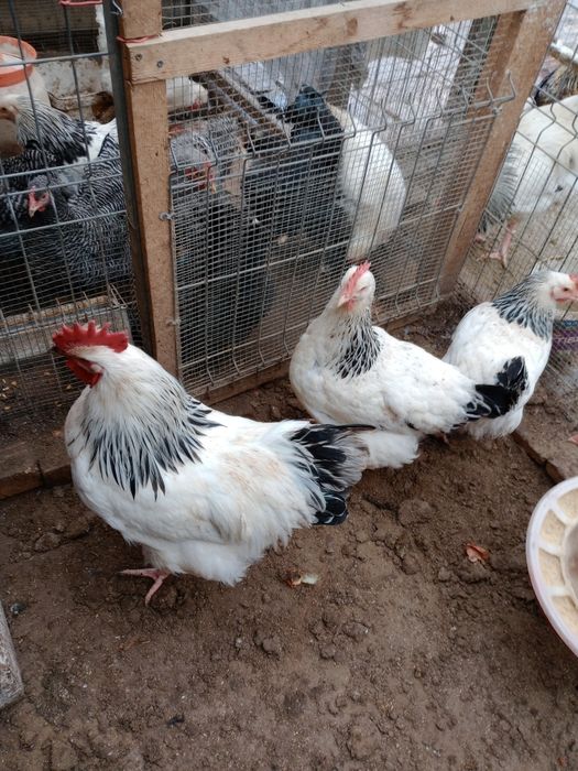Vând familie de păsări Australorp