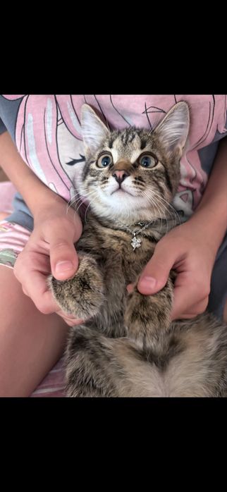 Кошка в добрые руки