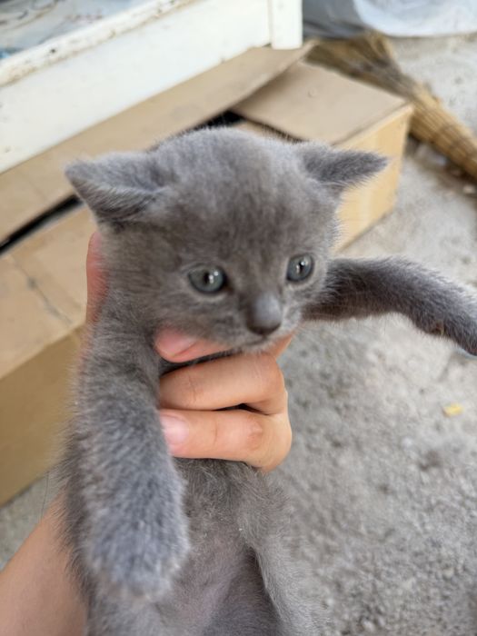 Котята британки продаются