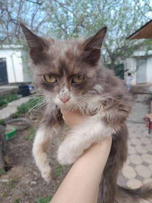 Котёнок мальчик в добрые руки