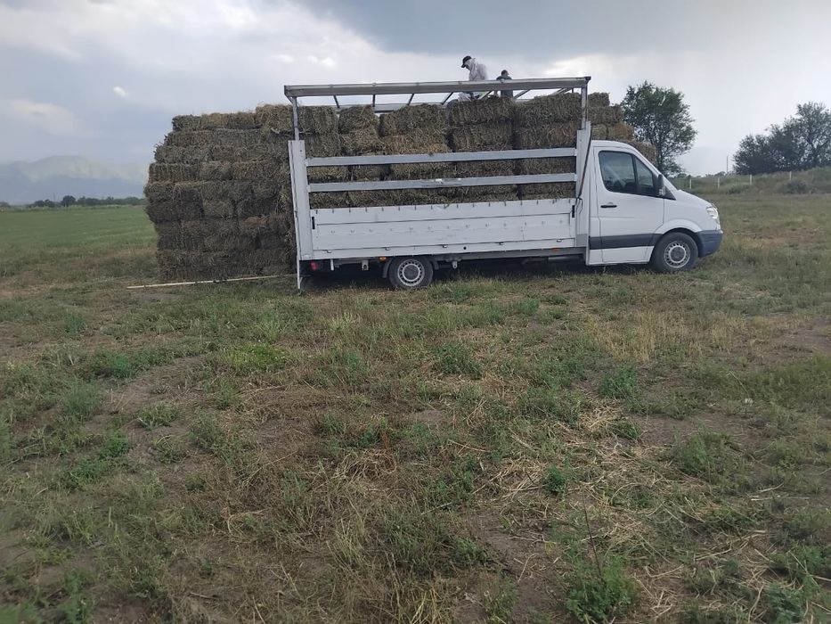 Продам сено люцерна(Клевер)