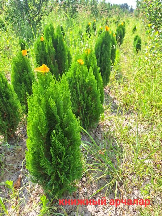 Арчалар яшил девор учун.