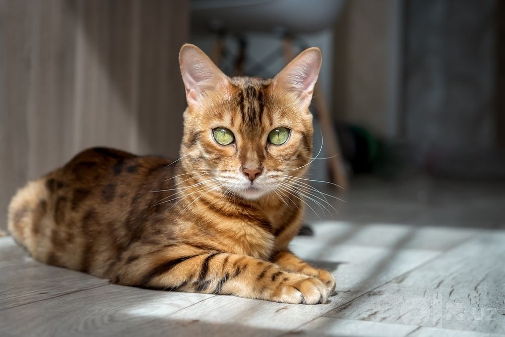 Продаётся бенгальская кошка