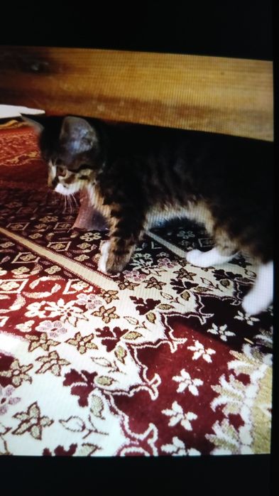 Мысық бар тегын.