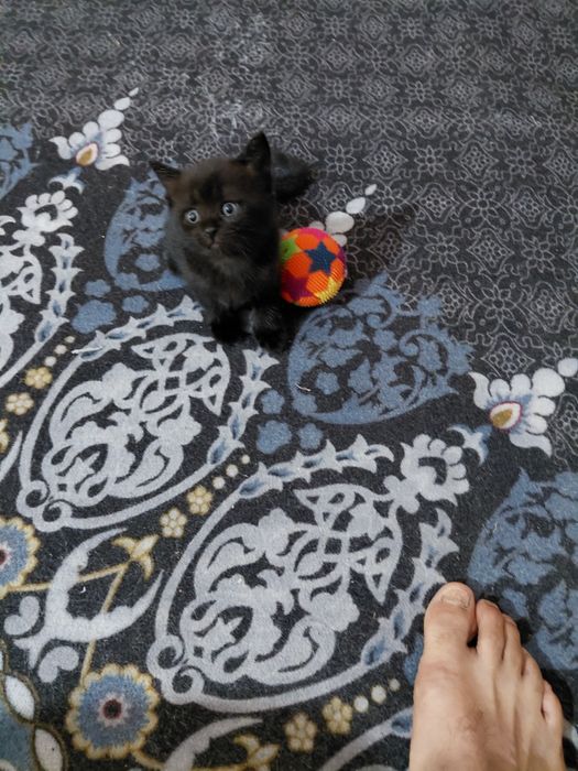 Кошка сотилади ранги кора