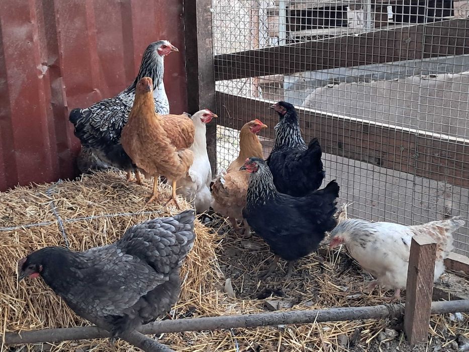 Puice de casă la începutul ouatului