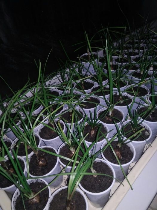 продам луковицы зефирантеса белого