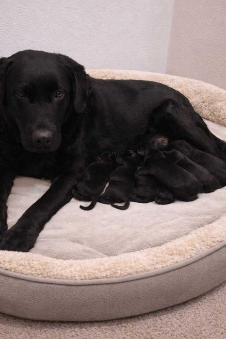 Бронь на черных щенков Лабрадоров