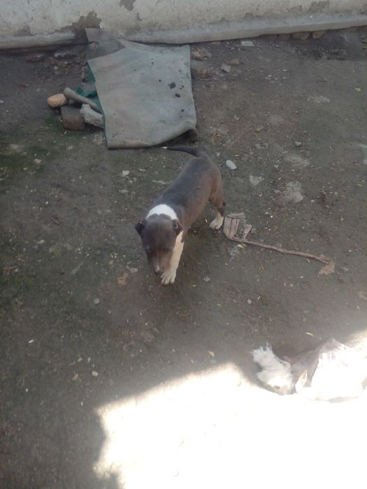 Питбуль сотилади.