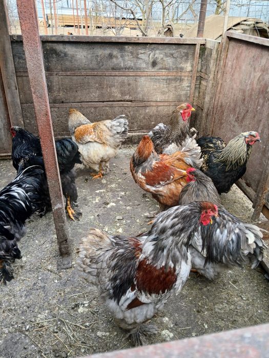 Vănd cocoși rasa brahma.