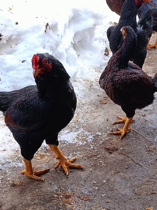 Vând ouă de incubat de la găini de rasă combatant indian