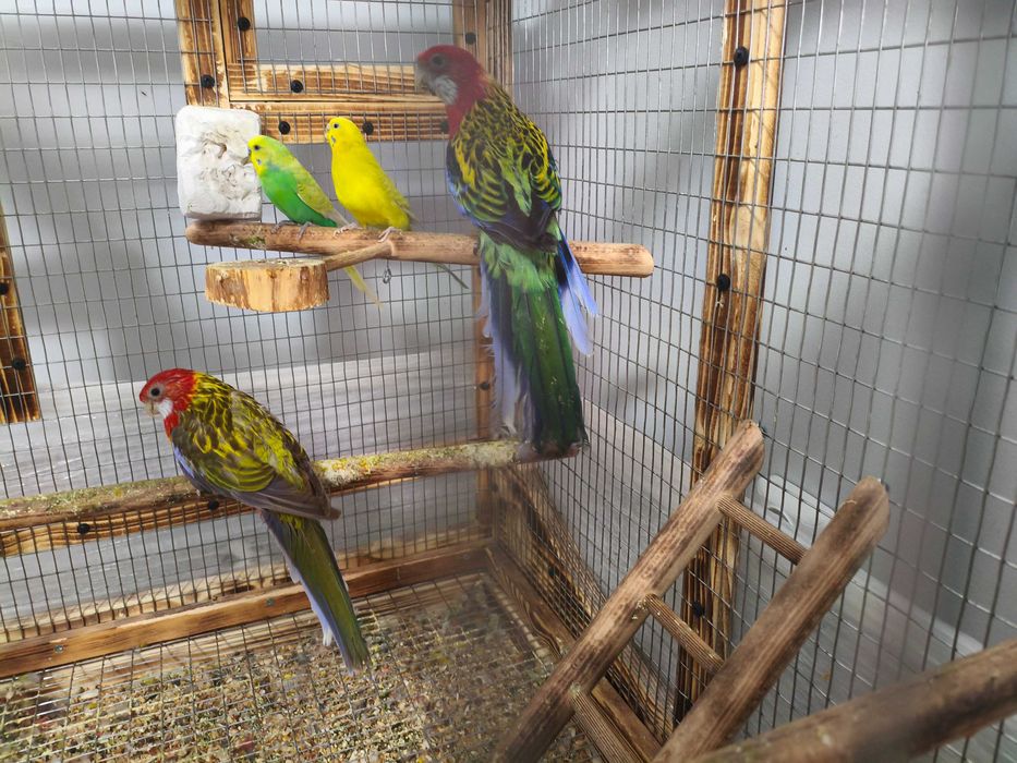 Работещ чифт вълнисти папагали