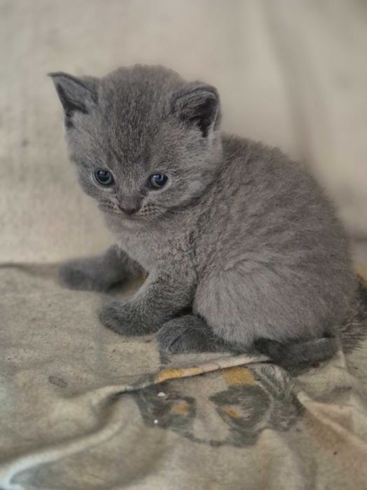 Британски котета