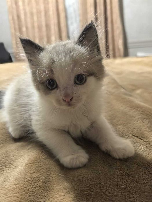 Отдам милых котят в добрые руки