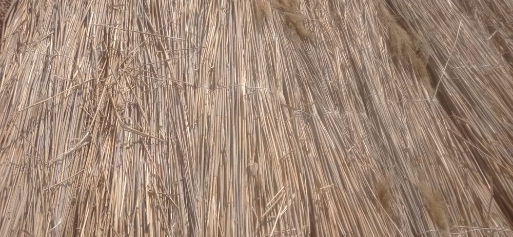 Камыс сатылады .