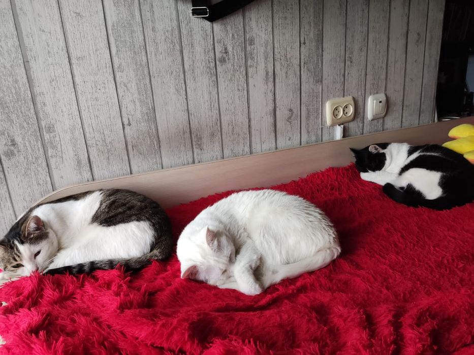 Отдам в ДОБРЫЕ руки Срочно!!!