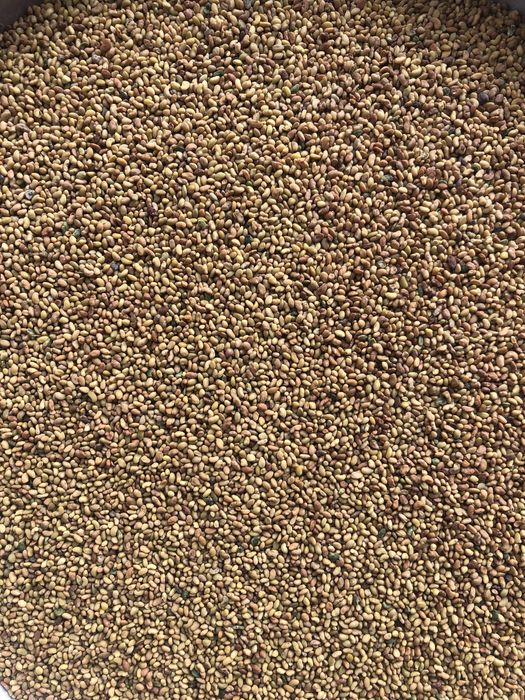 Продаю Семена Люцерны (Меркенский район)