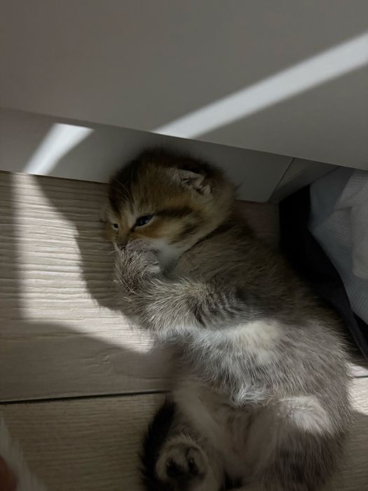 Шотландско-британские котята