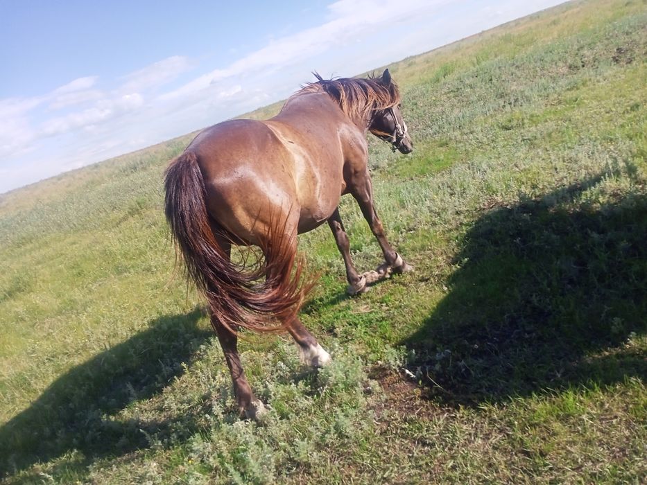 Продам кабылка 5 летка и 4 лет .