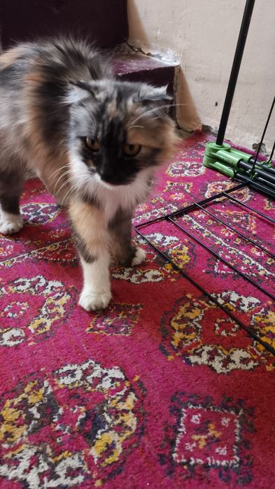 Scottish Fold aralash  urg‘ochi mushuk
