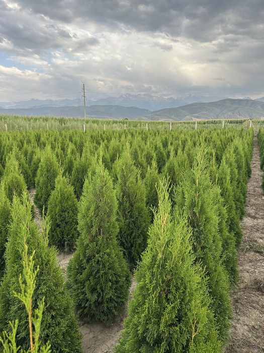 Туя смаракта, голубой можжевельник