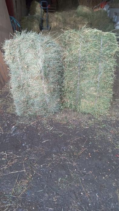 Baloti lucerna stupini