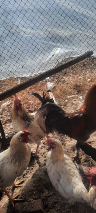 Xōrozlar sotiladi Хурозлар сотилади