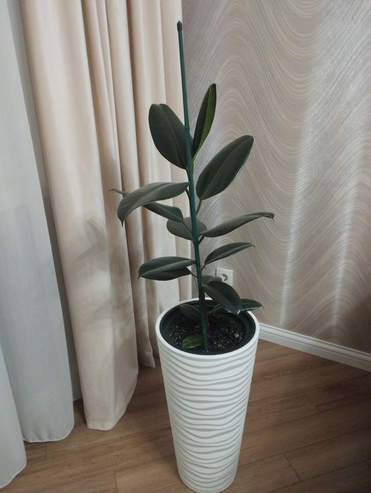 Фикус каучуконосный продам