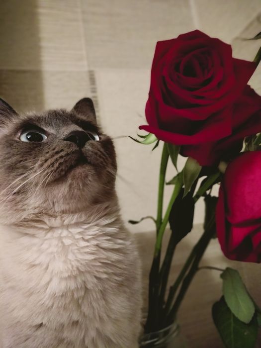 Отдам кошку дарлм