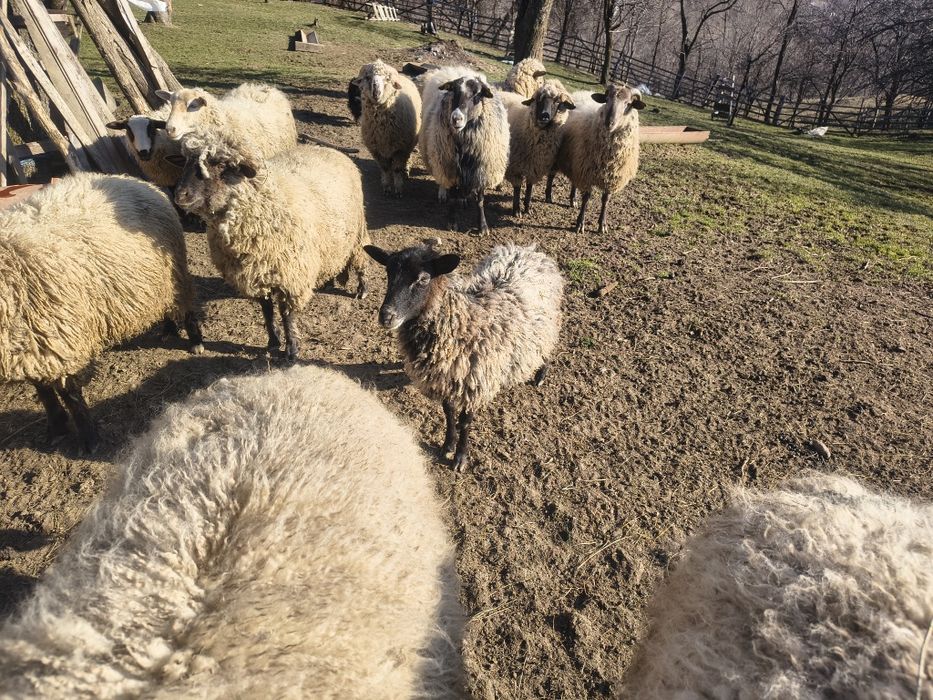 Berbecii de vânzare