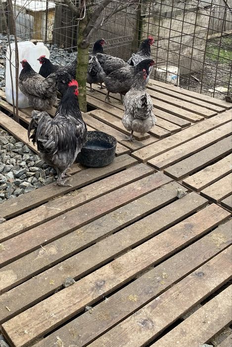 Oua australorp ,marans,motata olandeza si araucana pentru incubat