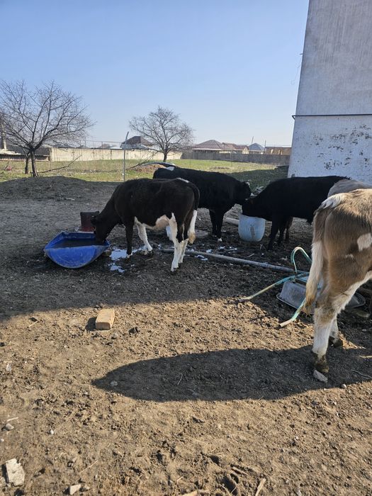 Продам бычки 7 голов