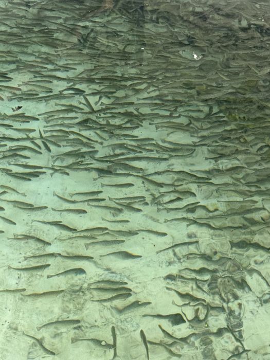 Puiet Pastrav Fantanel