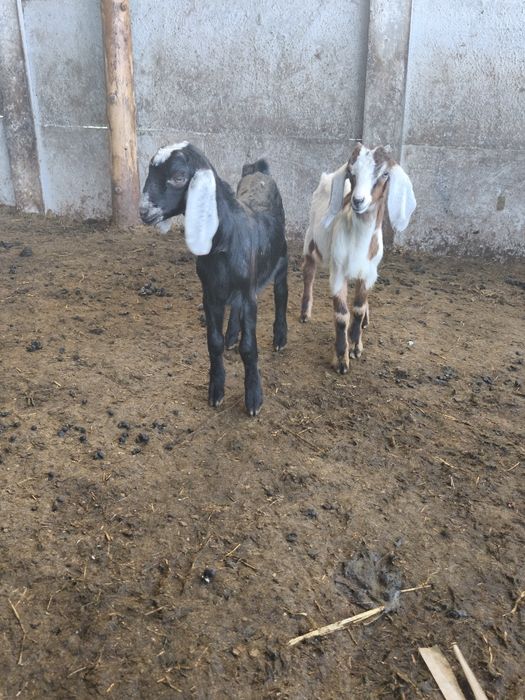 Disponibili 2 țăpișori anglonubieni