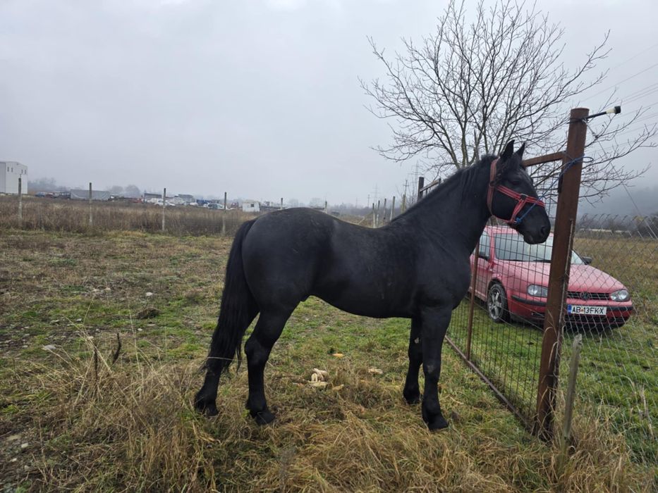 Armasar Frizian 5 ani