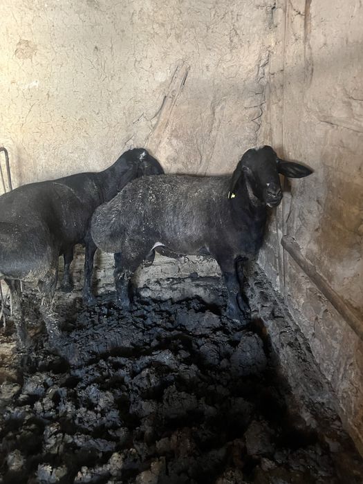 Asalomalekom sotladgan qochqor bor jvoy veslar 100 kilo atrofda