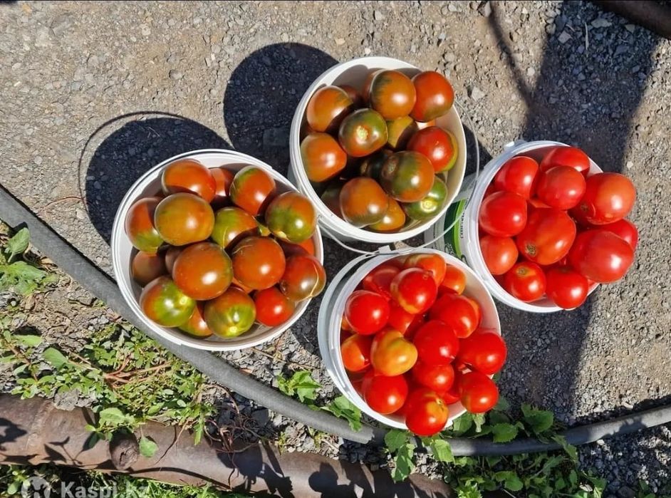 Продам помидоры свежие.