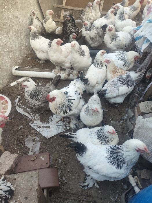 Куры петухи брама