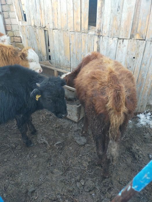 Продам телят ,,,