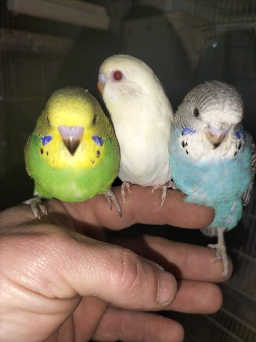 Vand perusi si nimfe