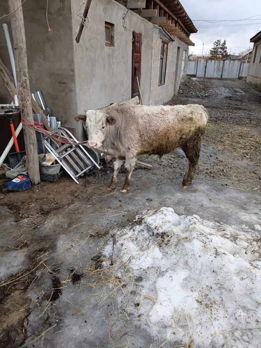 Подсос сатылады бағасы 400000мың 8 айлық