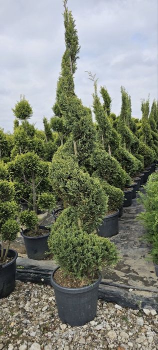 Tuia spirală de vânzare – EFECT WOW în orice curte!